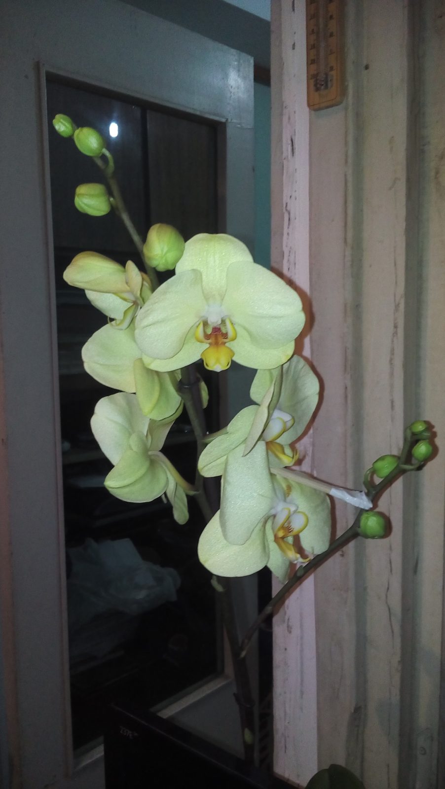 Орхидея Зеленое Яблоко