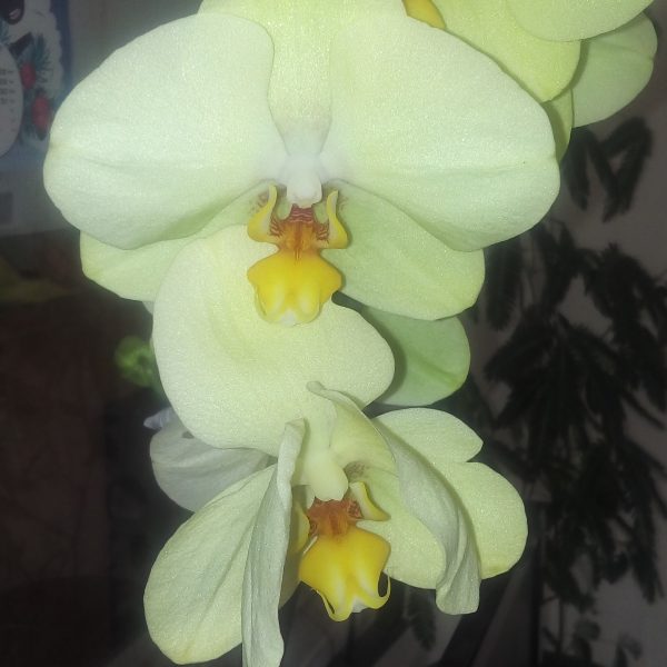 Орхидея амадеус фото и описание