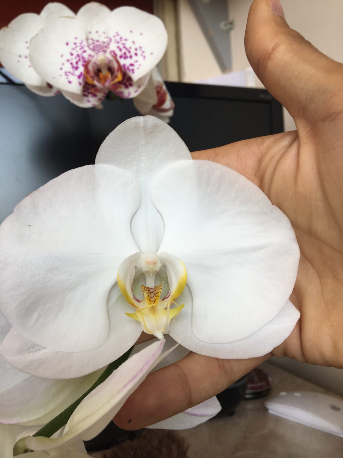 Синголо орхидея фото