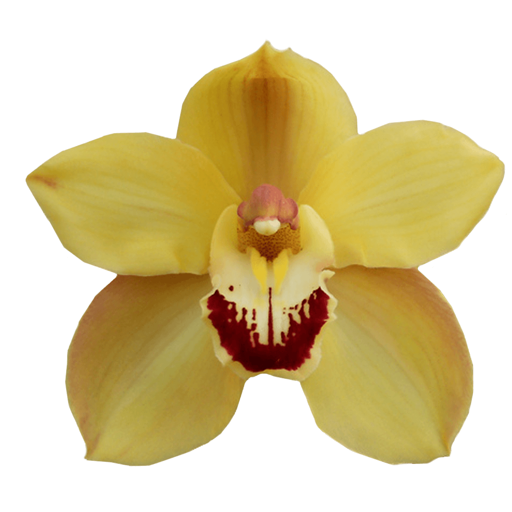 Орхидея срез. Орхидея Цимбидиум. Орхидея Цимбидиум желтая. Орхидея Цимбидиум бутоны. Орхидея Цимбидиум зеленая.