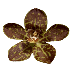 Орхидеи в Армении