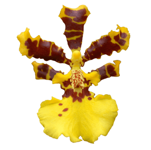 Орхидеи в Армении