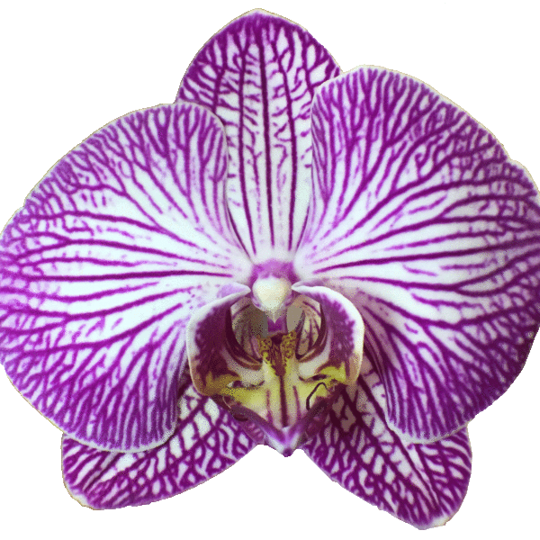 Phalaenopsis BudaPest