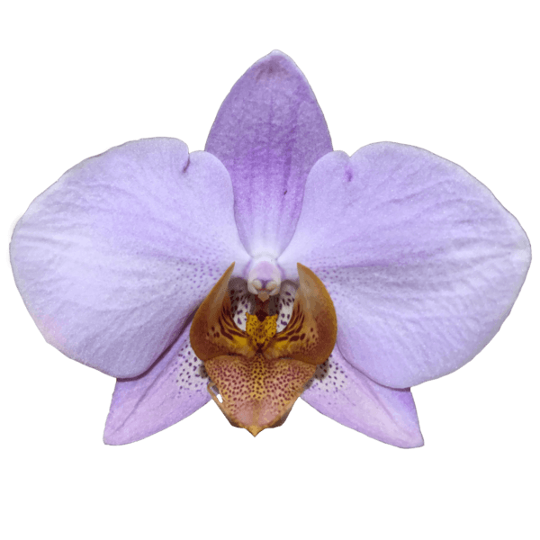 Phalaenopsis Losinj