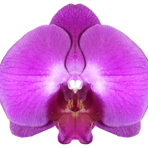 Phalaenopsis Kansas City