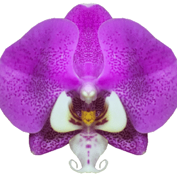 Phalaenopsis Los Angelos