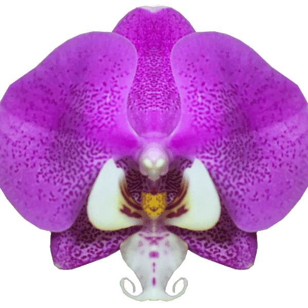 Phalaenopsis Los Angelos