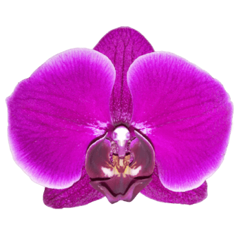 Phalaenopsis Losinj