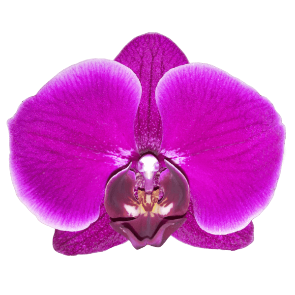 Phalaenopsis Losinj