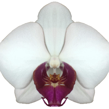 Phalaenopsis Red Eye