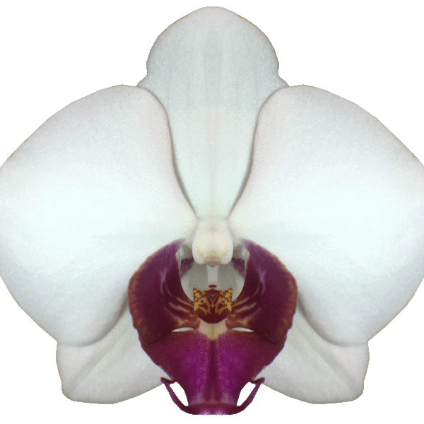 Phalaenopsis Red Eye