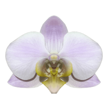 Phalaenopsis Losinj