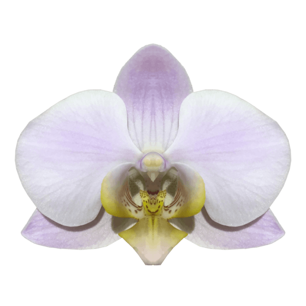 Phalaenopsis Losinj