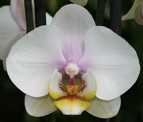 Bahia Blanca цветок 7 см