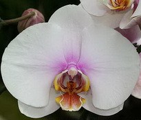 Bijouw Topaz цветок 7-8 см