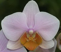 Brother ‘Amaglad’ цветок 4 см